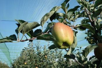 Pomme GOLDEN Verger de Leycuras